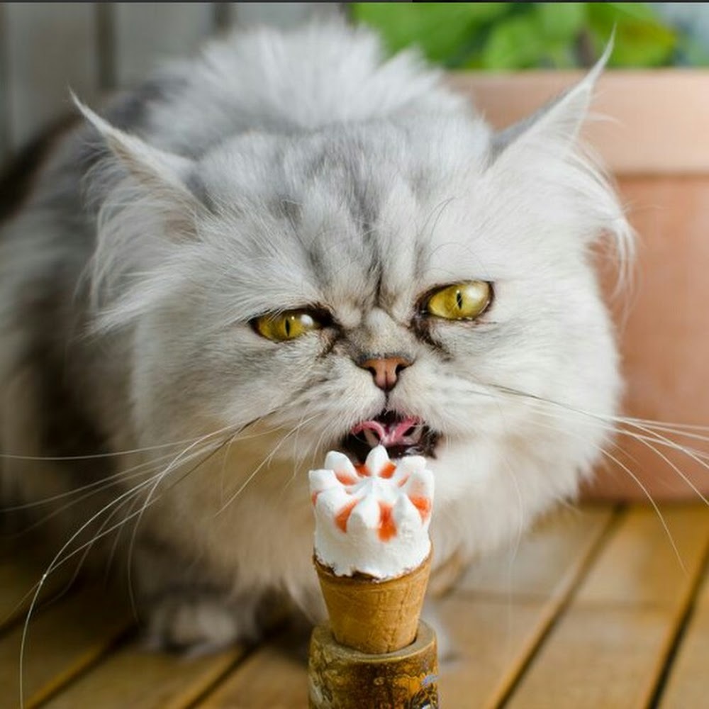 Meet your Posher, Cat